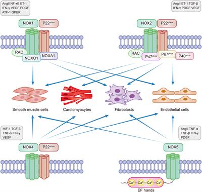 Advances in the study of nicotinamide adenine dinucleotide phosphate oxidase in myocardial remodeling